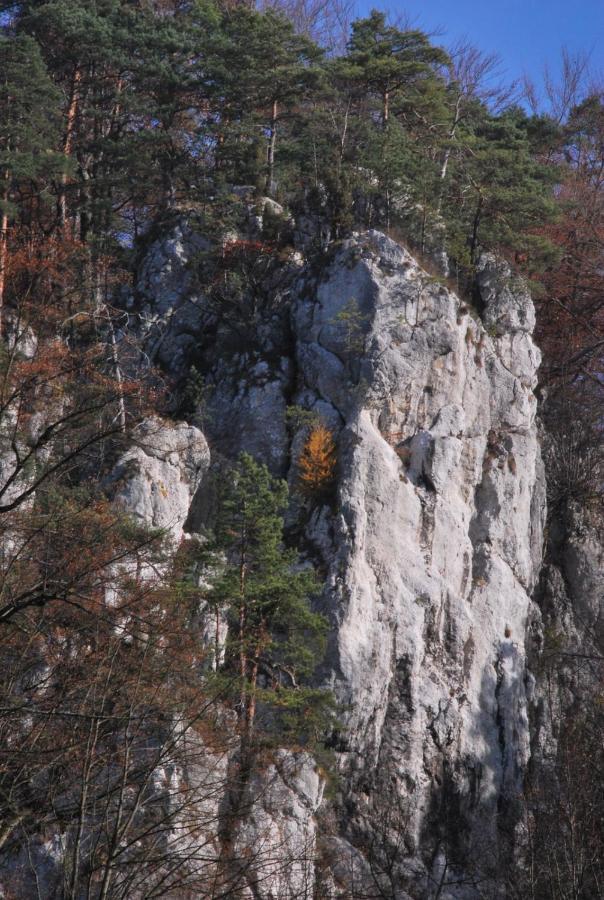 Pokoje Goscinne U Grazyny Ojcow Εξωτερικό φωτογραφία