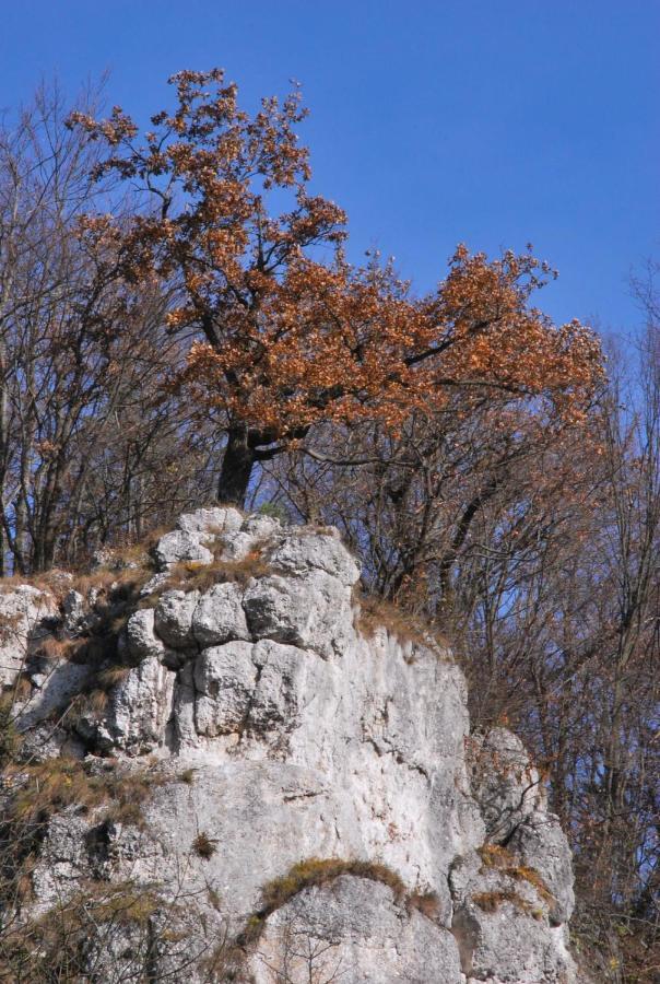 Pokoje Goscinne U Grazyny Ojcow Εξωτερικό φωτογραφία