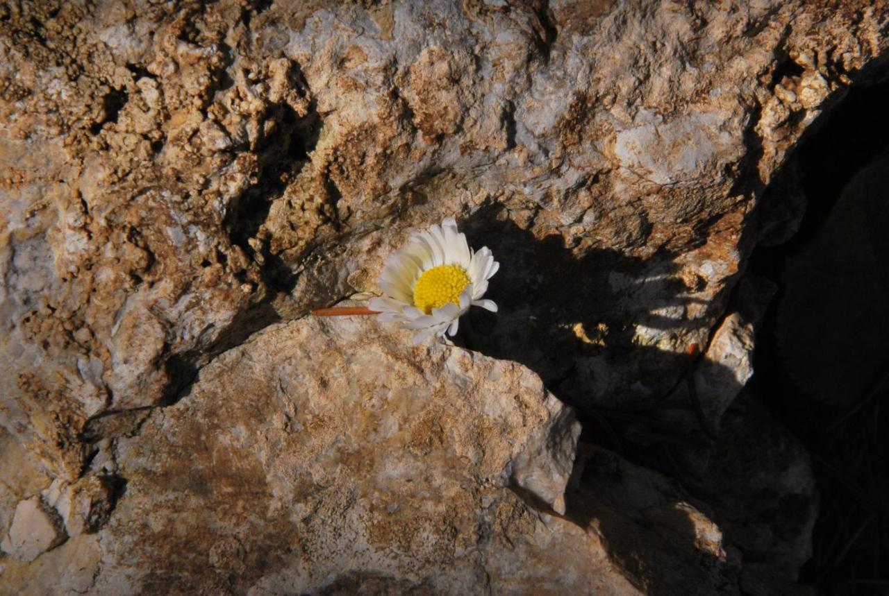 Pokoje Goscinne U Grazyny Ojcow Εξωτερικό φωτογραφία